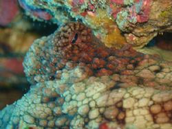 This Occy was found hanging out in Cabo Pulmo Marine Rese... by Ash Pickering 